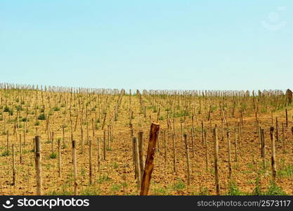 High angle view of a vineyard, Siena Province, Tuscany, Italy
