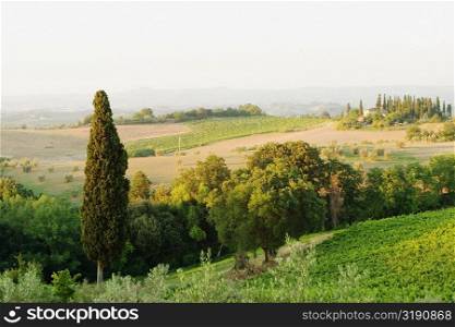 High angle view of a vineyard, Siena Province, Tuscany, Italy