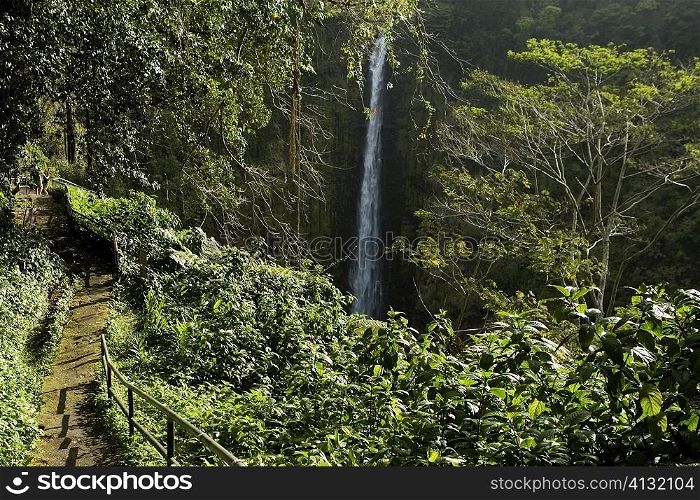 High angle view of a waterfall in a forest, Akaka Falls, Akaka Falls State Park, Hilo, Big Island, Hawaii islands, USA