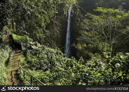 High angle view of a waterfall in a forest, Akaka Falls, Akaka Falls State Park, Hilo, Big Island, Hawaii islands, USA
