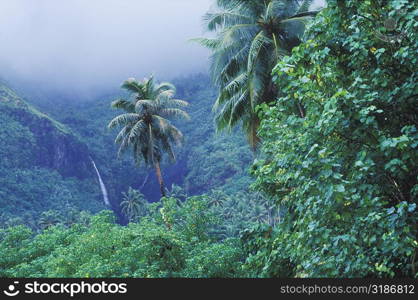 High angle view of a waterfall in a forest, Hawaii, USA