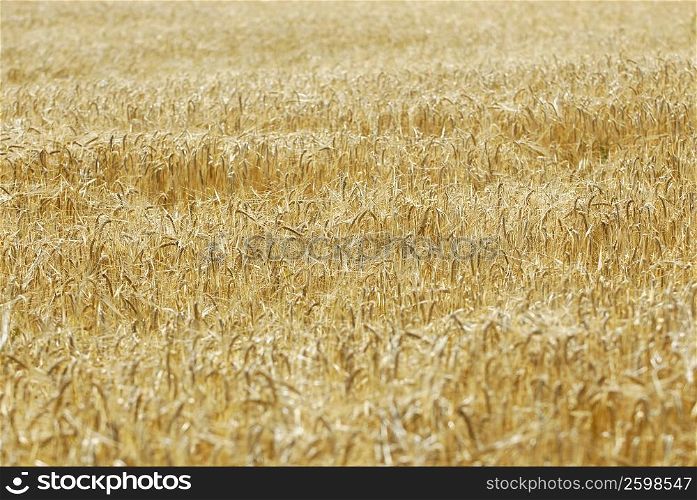 High angle view of a wheat field