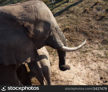 High angle view of AFRICAN ELEPHANT (Loxodonta africana)