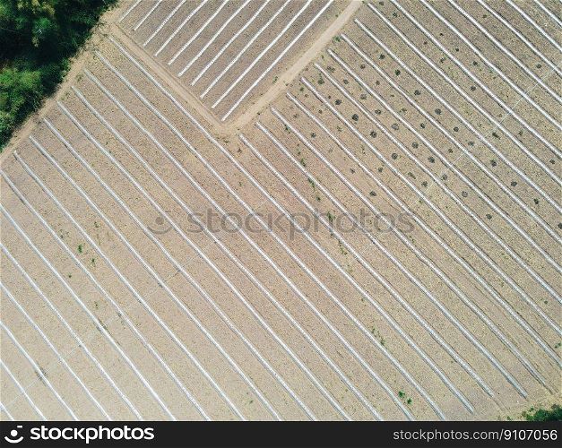 high angle view of agriculture , aerial view rows of crop fields top view - rows of soil planting plant sowing seeds on a plantation in the farm and agricultural concept. 