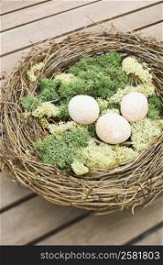 High angle view of animal eggs in a nest