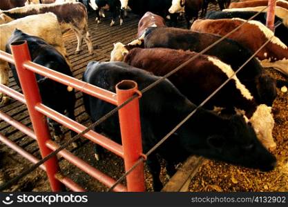 High angle view of cattle in a barn