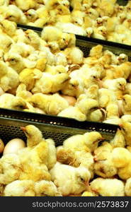 High angle view of chicks in a crate