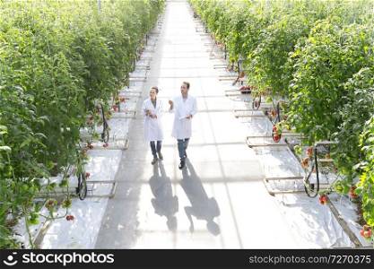 High angle view of colleagues examining tomato plants at greenhouse