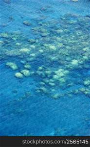 High angle view of coral reef seen through clear blue water on Maui, Hawaii.