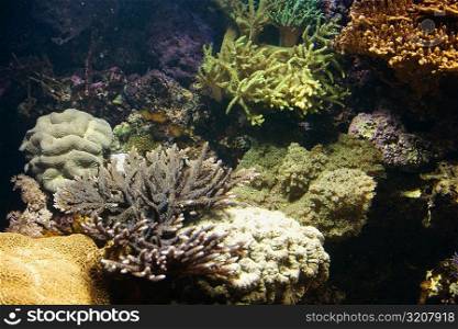 High angle view of coral underwater