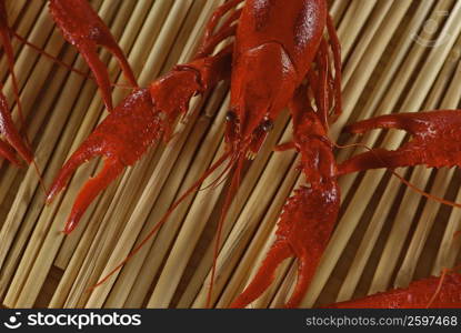 High angle view of crabs