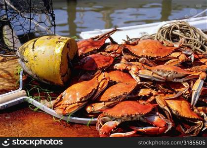 High angle view of crabs, Annapolis, Maryland, USA