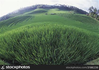 High angle view of crops in a field