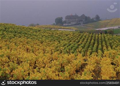 High angle view of crops in a field, Lausanne, Vaud, Switzerland