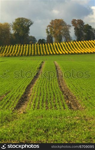 High angle view of crops in the field