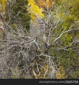 High angle view of dead tree amongst Fall foliage.