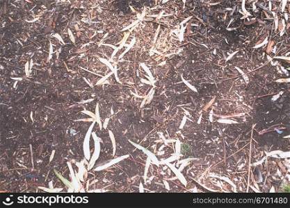 High angle view of dried leaves on the ground
