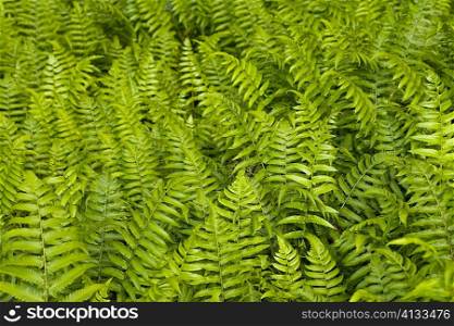 High angle view of ferns, Akaka Falls State Park, Big Island, Hawaii islands, USA