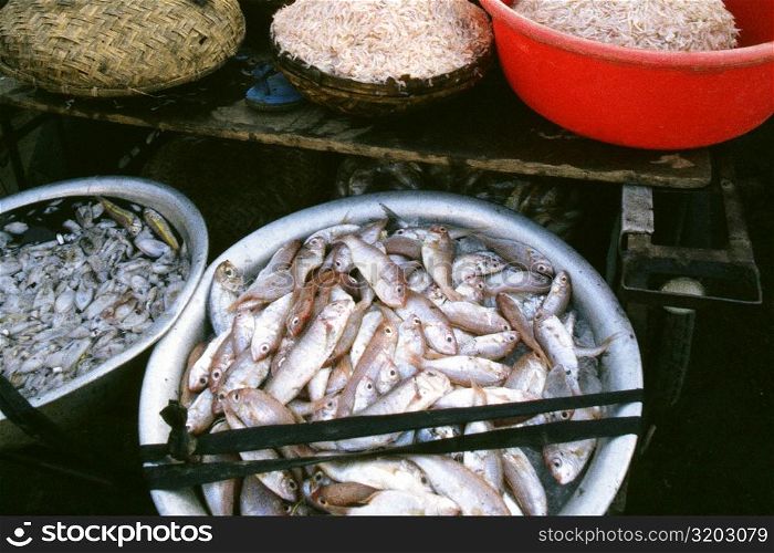 High angle view of fish in containers