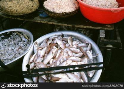 High angle view of fish in containers