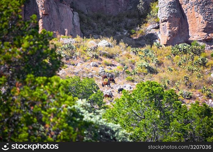 High angle view of five animals grazing in a field, Sierra De Organos, Sombrerete, Zacatecas State, Mexico