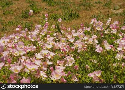 High angle view of flowers in a field