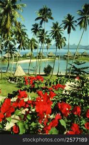 High angle view of flowers near a stilt house, Bure Huts Hotel, Papeete, Tahiti, Society Islands, French Polynesia