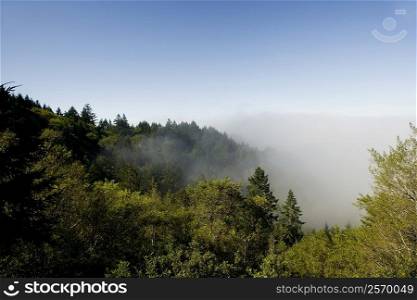 High angle view of fog over trees