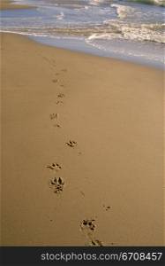 High angle view of footprints on the beach