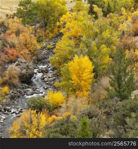 High angle view of forest in Fall color with rocky stream running through it.