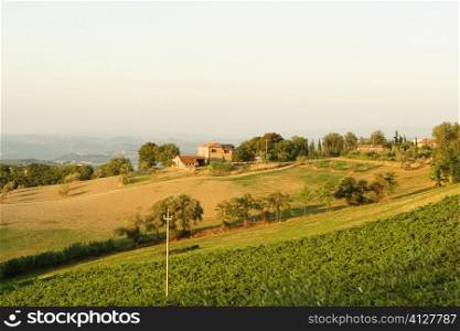 High angle view of houses in a vineyard, Siena Province, Tuscany, Italy
