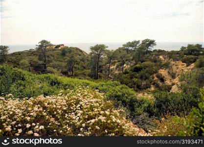 High angle view of lush foliage in Torrey Pines State Reserve, San Diego, California, USA