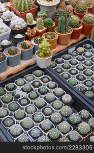 High angle view of many little various cactus are growing on plant shelf inside of home gardening area in vertical frame