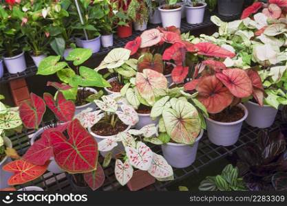 High angle view of many various colorful Caladium bicolor plant are growing on flower pots in home gardening area