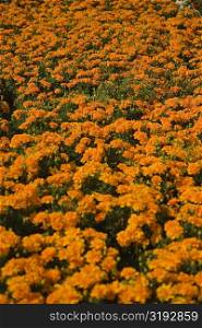 High angle view of marigold flowers