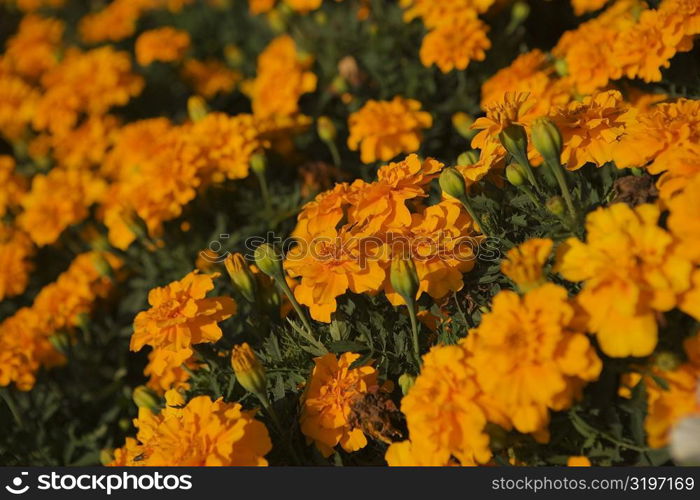 High angle view of marigold flowers