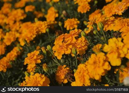 High angle view of marigold flowers