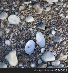 High angle view of pebbles and shells, Hecla Grindstone Provincial Park, Manitoba, Canada