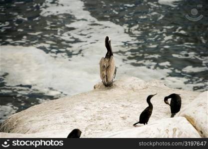 High angle view of pelicans perching on a reef, La Jolla Reefs, San Diego Bay, California, USA