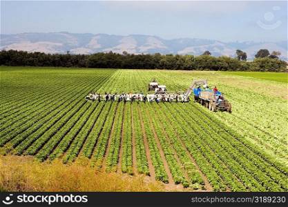 High angle view of people working on a farm, Los Angeles, California, USA