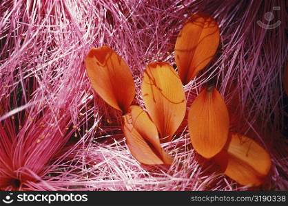 High angle view of petals on the grass