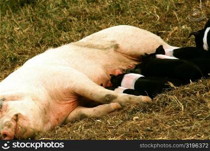 High angle view of piglets suckling