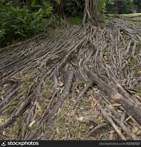 High angle view of roots of a tree in Copan Archaeological Park, Copan, Copan Ruinas, Copan Department, Honduras