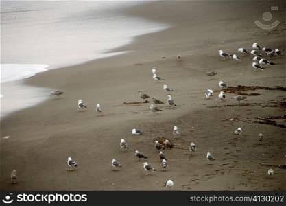 High angle view of seagulls on a sandy beach