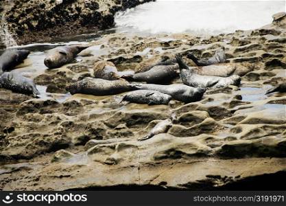 High angle view of seals lying on a rock surface