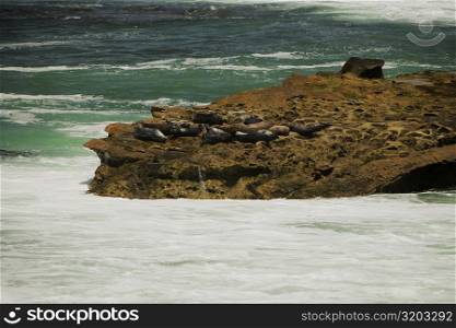 High angle view of seals lying on the seashore