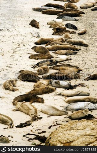High angle view of seals on the beach, California, USA