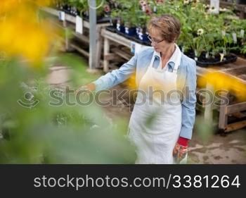 High angle view of senior female worker working at greenhouse