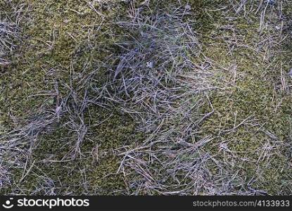 High angle view of straw on grass