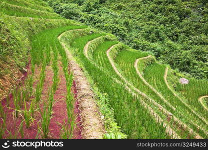 High angle view of terraced fields, Jinkeng Terraced Field, Guangxi Province, China